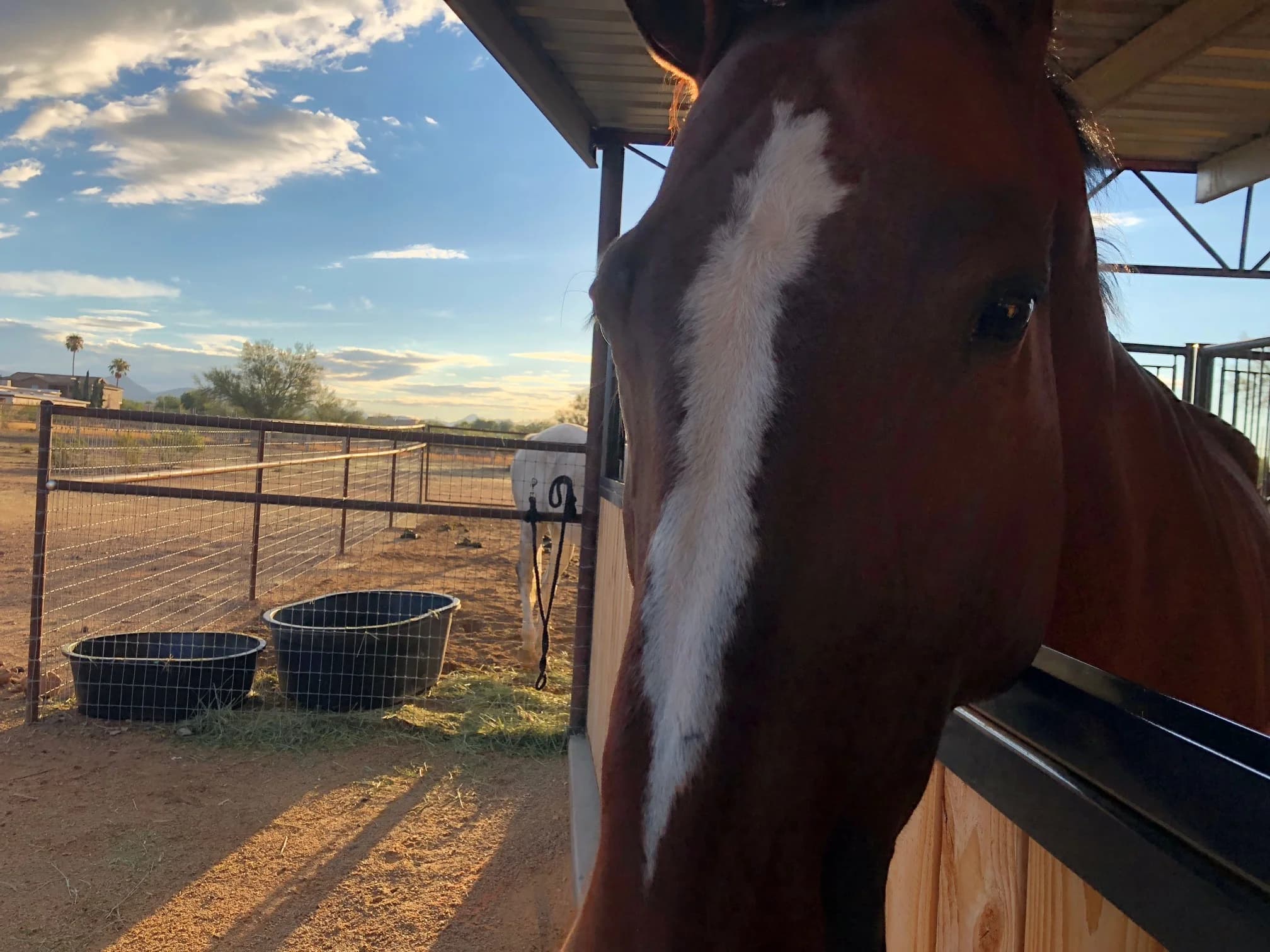Clover Equine photo 2