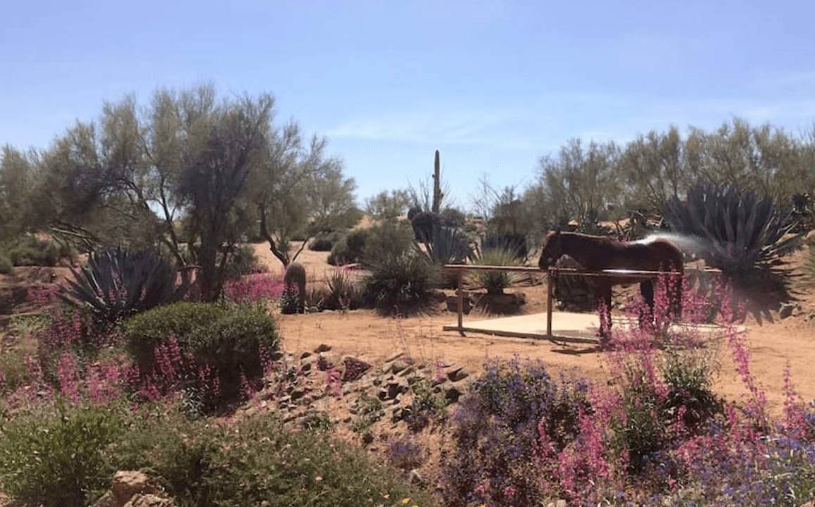 Rio Rancho Verde photo 3
