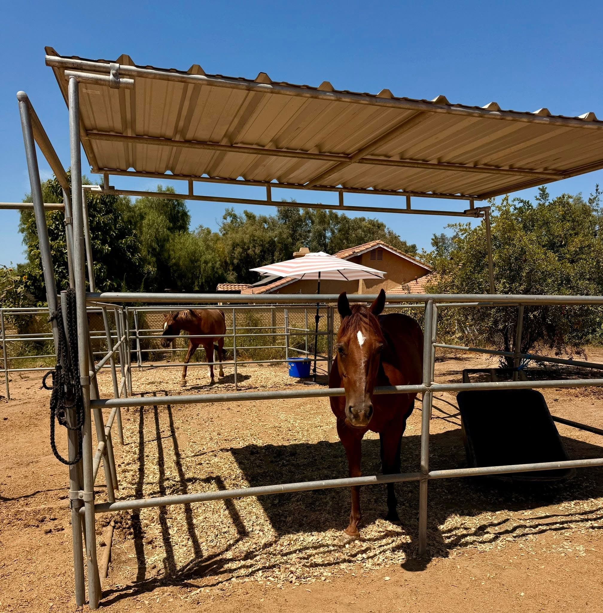 Fig Tree Ranch photo 2