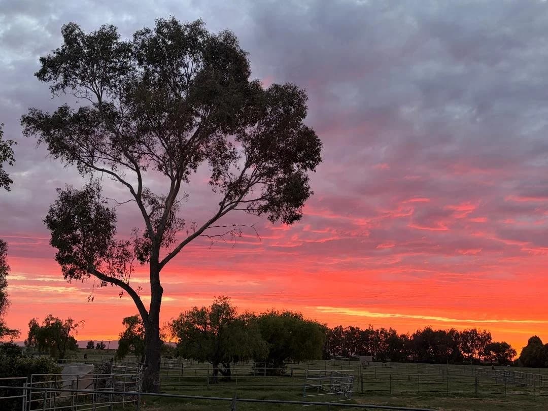 D'Alonzo Ranch Equestrian Center photo 3