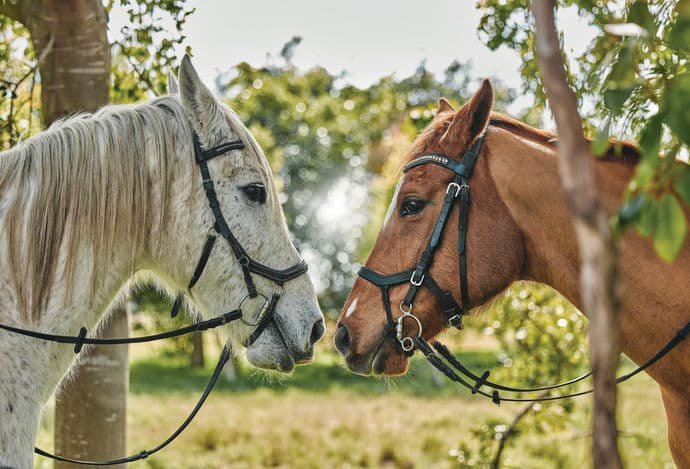 Blackwood Stables