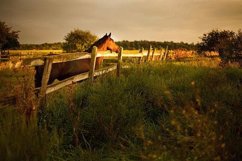 Leg Up Stables photo 3